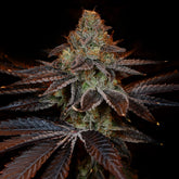 π SS1 Strain Seeds (100% off)